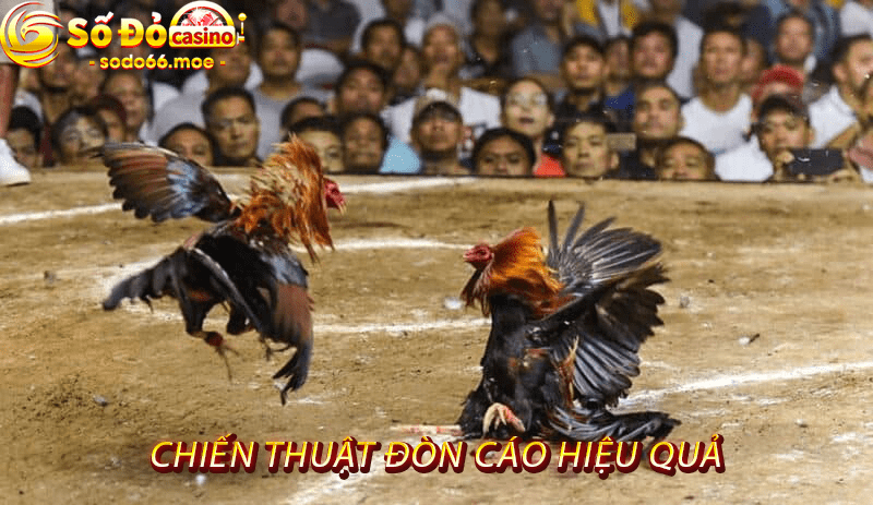 Chiến Thuật Đòn Cáo Hiệu Quả