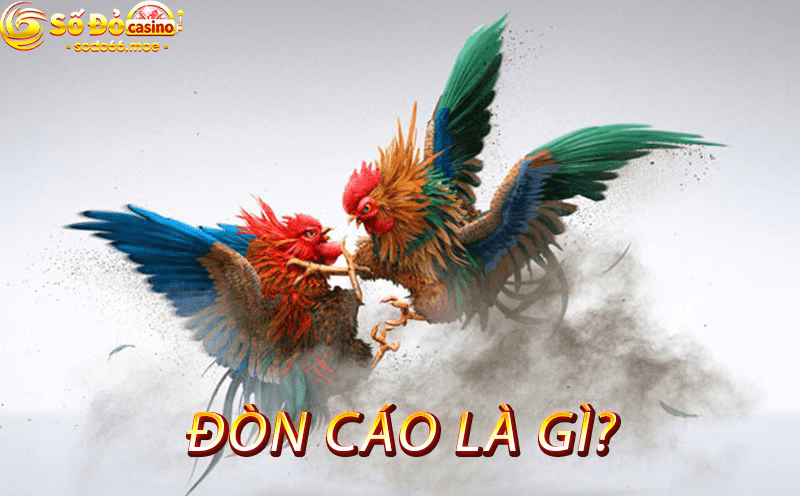 Đòn Cáo Là Gì