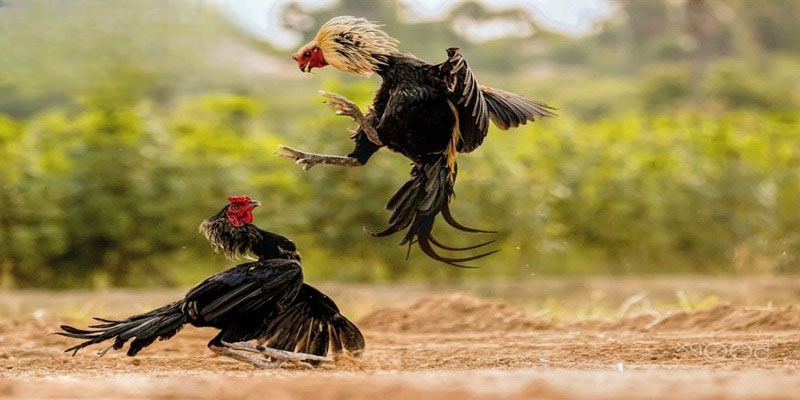 Đá Gà SODO66 – Trải Nghiệm Kèo Đấu Đỉnh Cao Thắng Lớn 